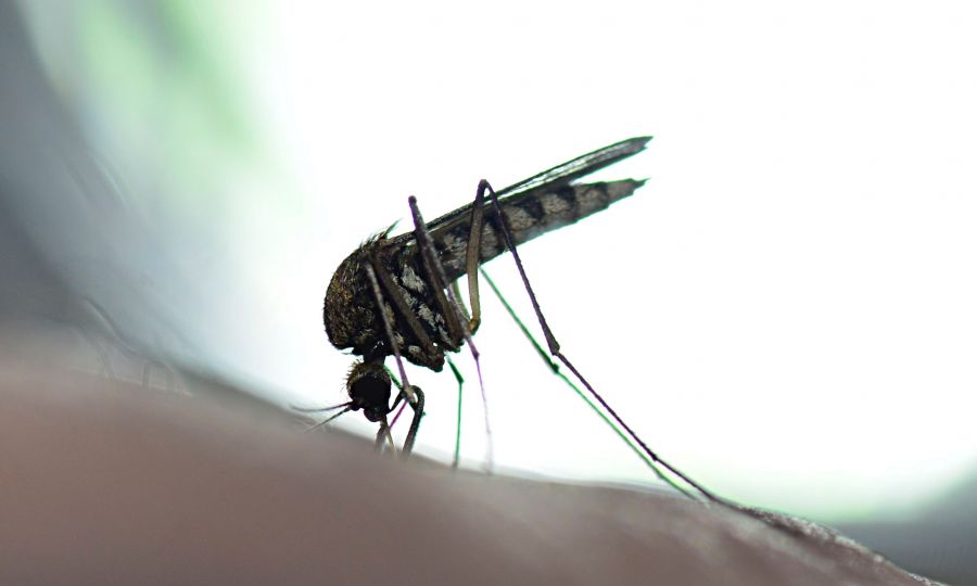 Greece’s first West Nile case of 2023 detected