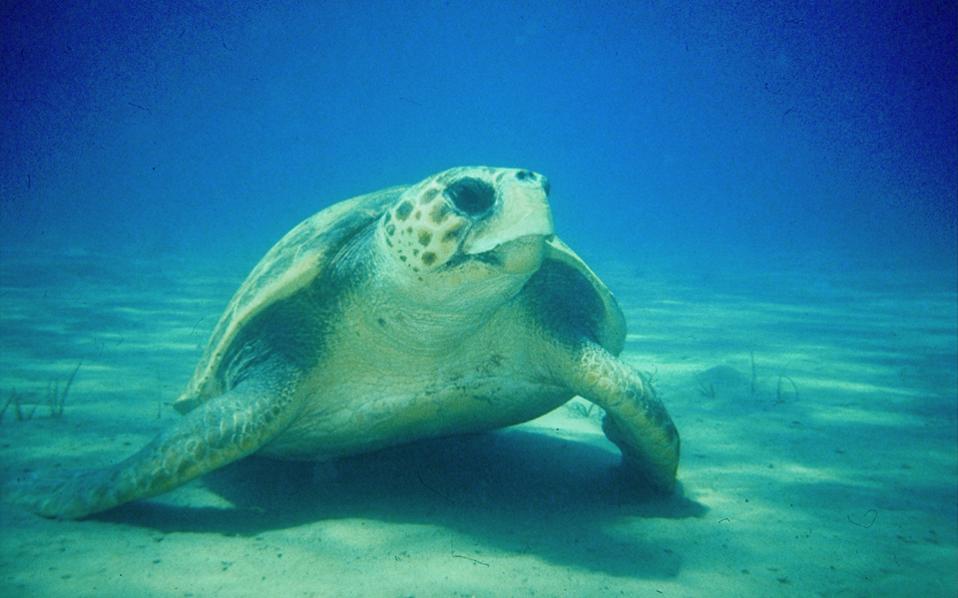 Sea turtles injured as boats flout the rules on Zakynthos