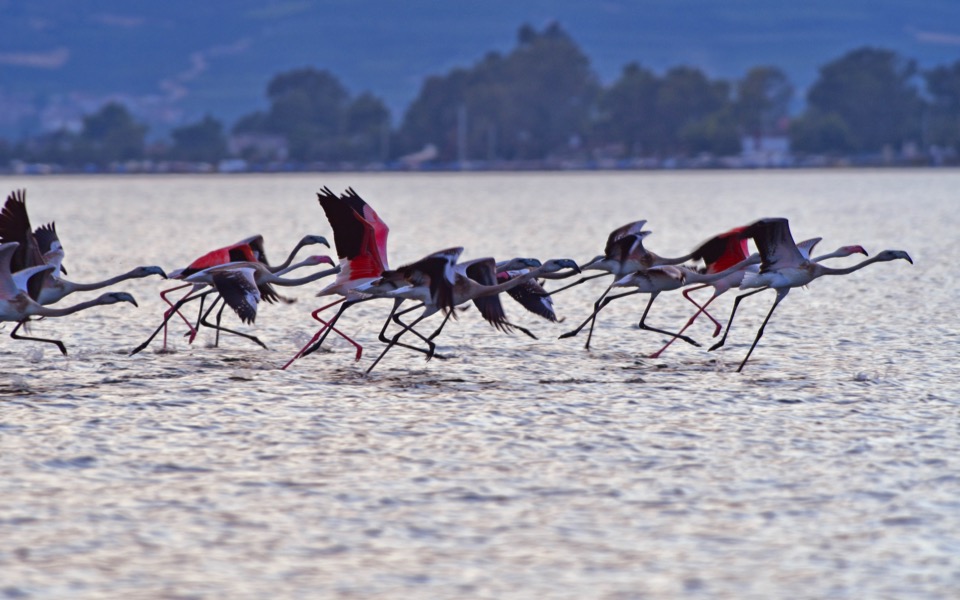 Lead shot used by hunters a deadly threat for flamingos in Halkidiki