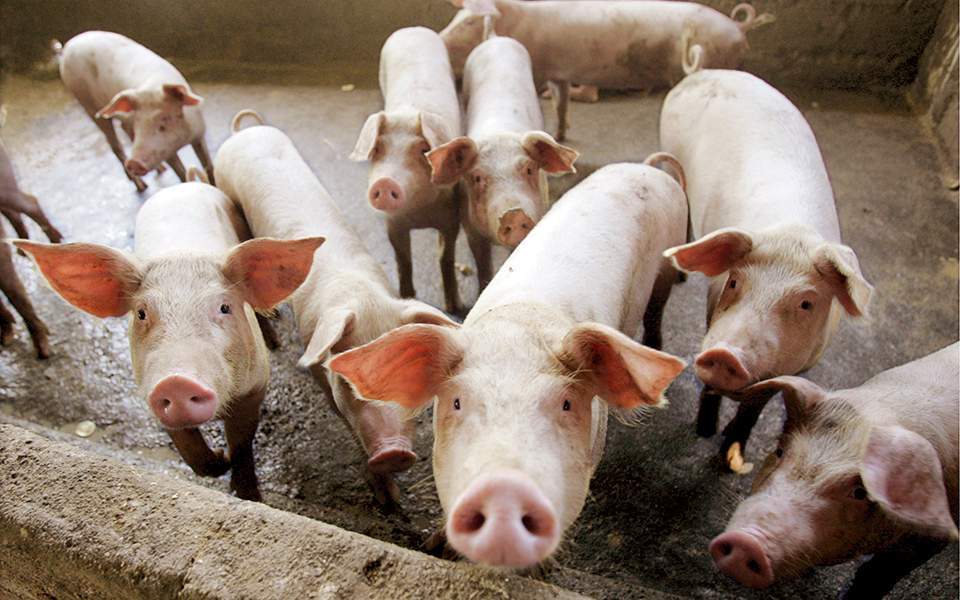 More vets to be hired to prevent spread of swine fever from Balkans