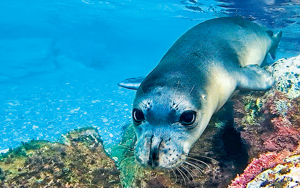 Endangered Mediterranean monk seal gets new allies at the Alonissos marine park