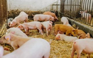 Serbia reports suspected African swine fever cases in backyard pigs