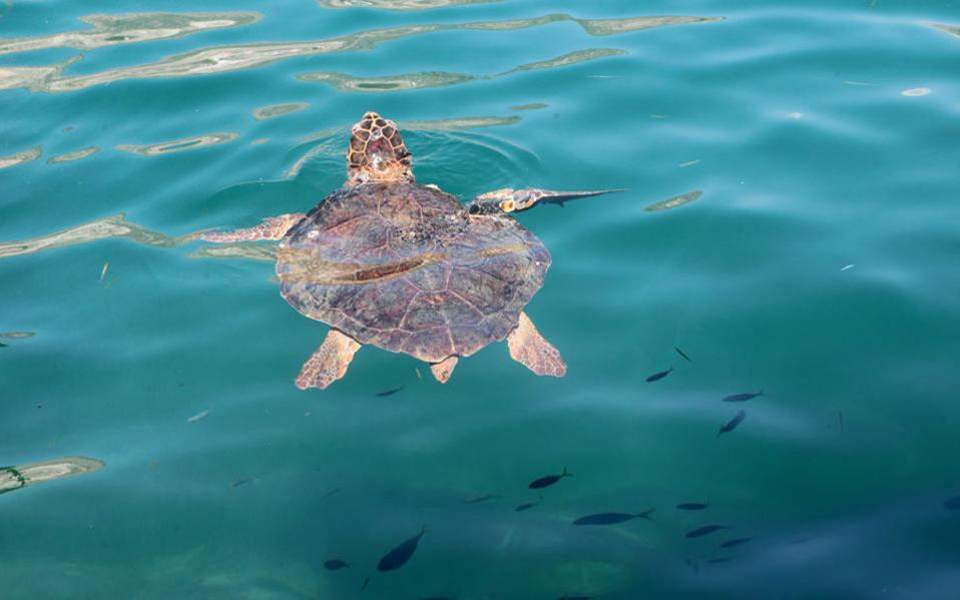 Swimmers set upon by turtles off Mani