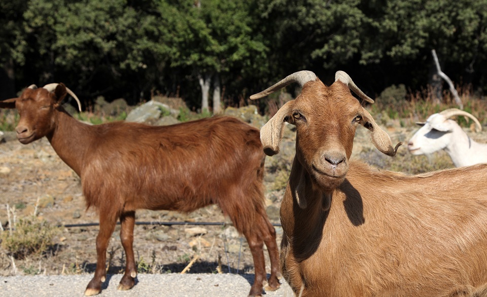 Greek island of Samothraki being devastated by goats
