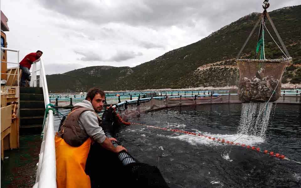 Selonda gets ‘Fish from Greece’ certification