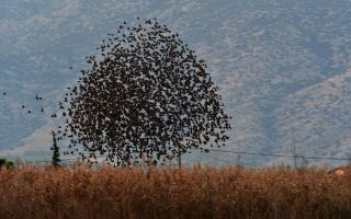 Murmuration of starlings in Argolis sky
