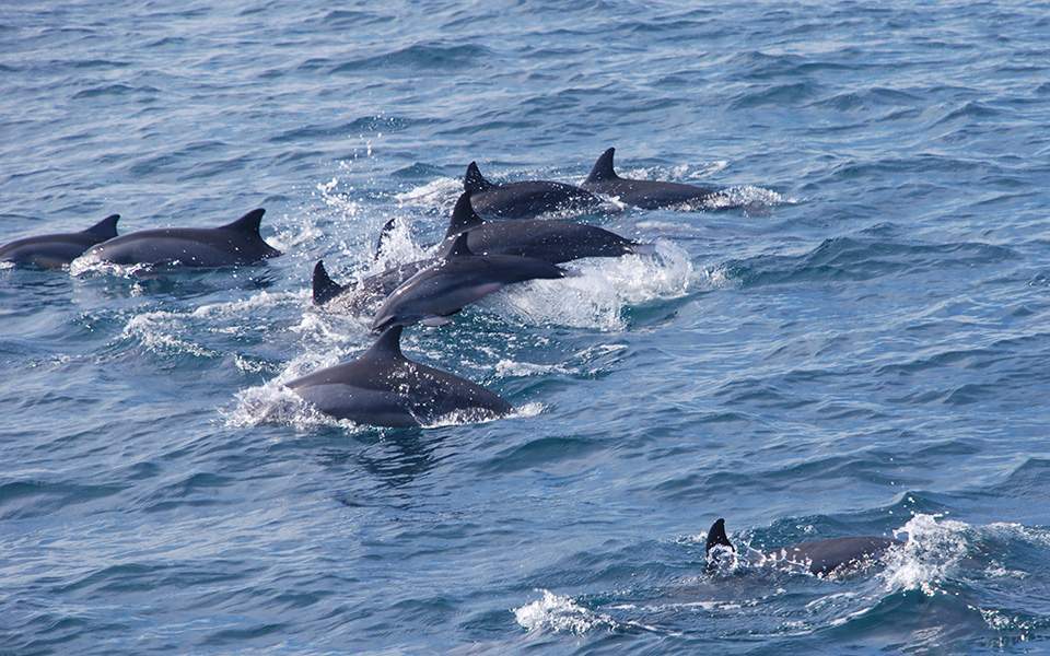 Three dolphins, seal found killed in northeastern Aegean