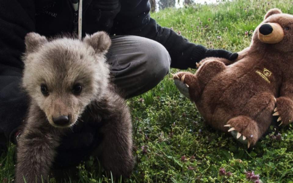 Young bear returned to shelter after locals start feeding it