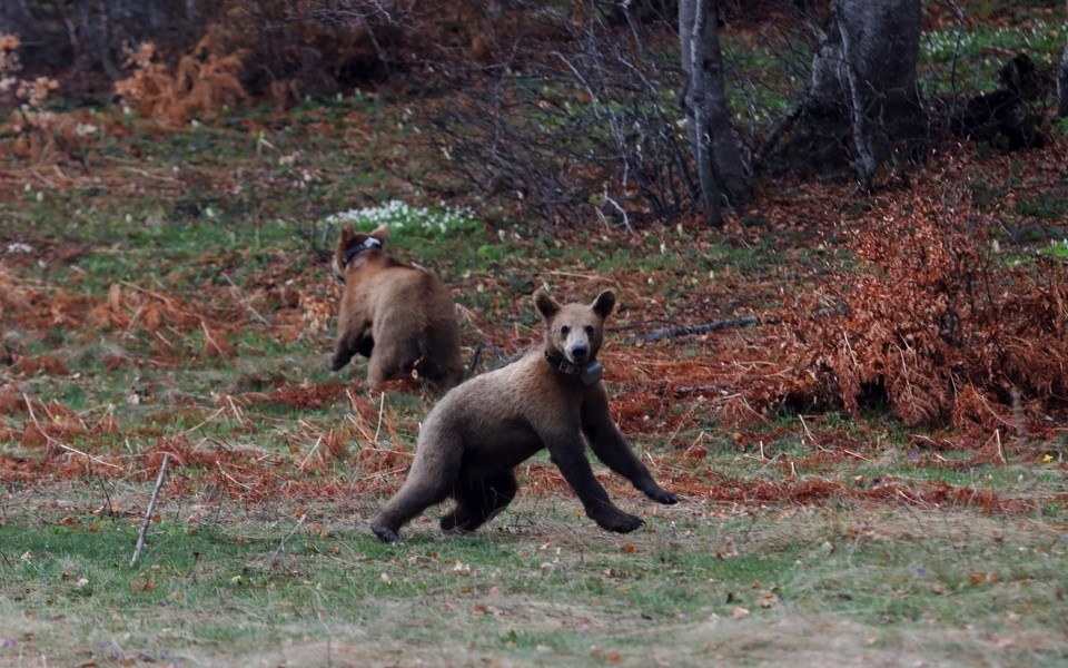 Orphan bears released into the wild after survival training