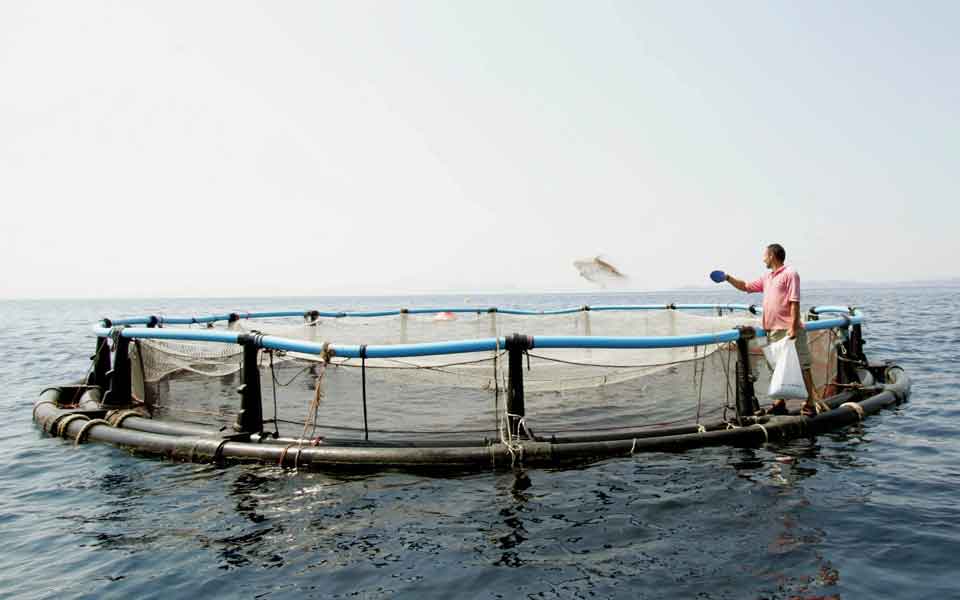 Three areas set out for fish farming