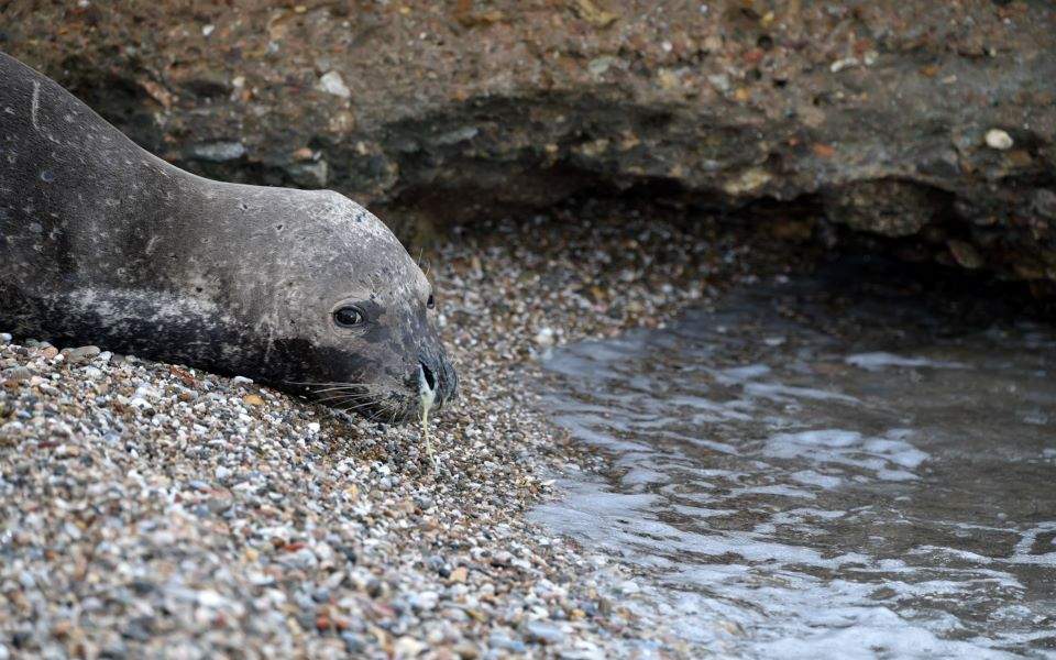NGO laments suspicious deaths of protected seals
