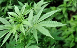 Eight cannabis farms razed on Crete