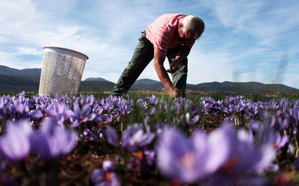 Greek saffron producers eye market share in China