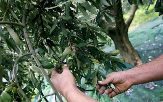 Yale to examine benefits of Greek olives
