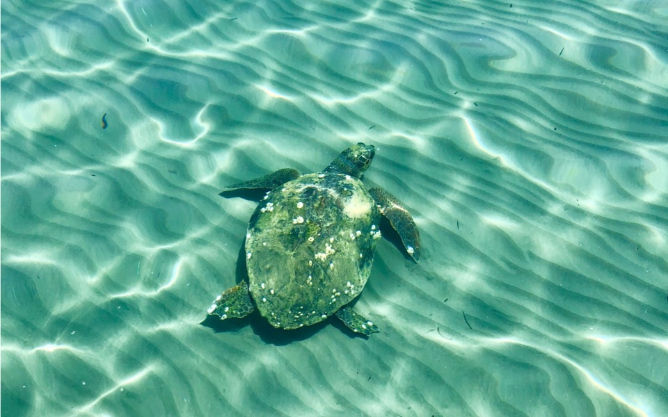 Slow tourism season a boon for endangered turtles on Zakynthos