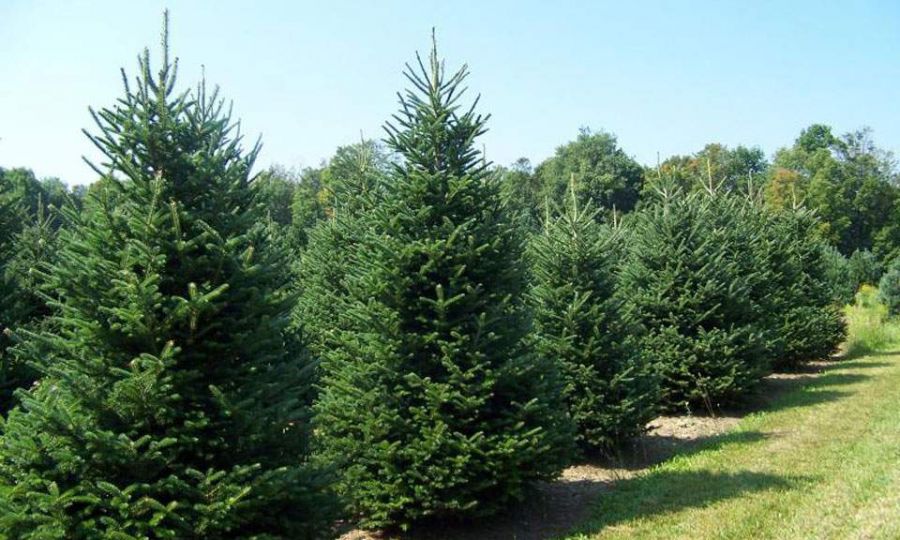 Christmas tree suppliers fear season may be lost