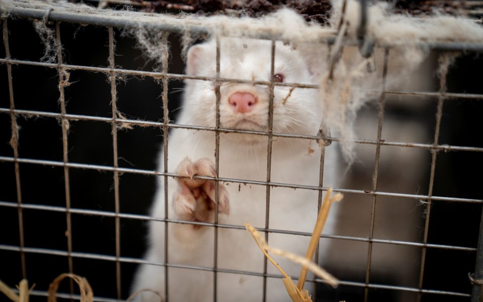 Greece finds Covid-19 among mink at two farms, says ministry official