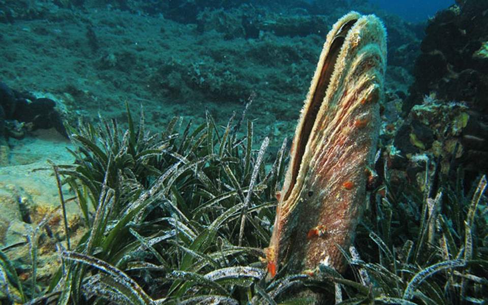 Scientists sound alarm over endangered species of clam