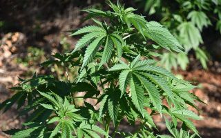 Cannabis plantation discovered in Arcadia