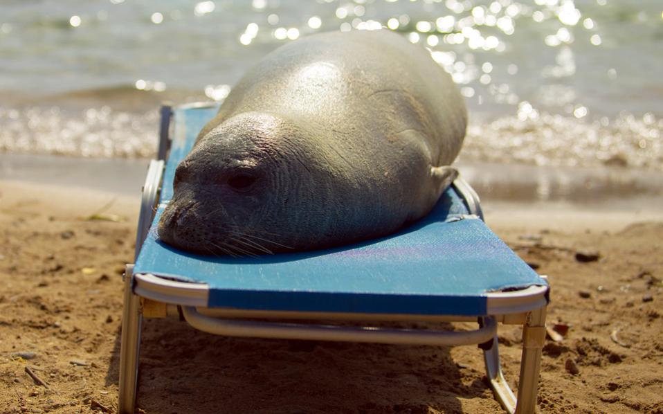 ‘Arrest warrant’ out for Argyro the monk seal