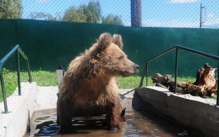 Meet Usko, the bear on wheels