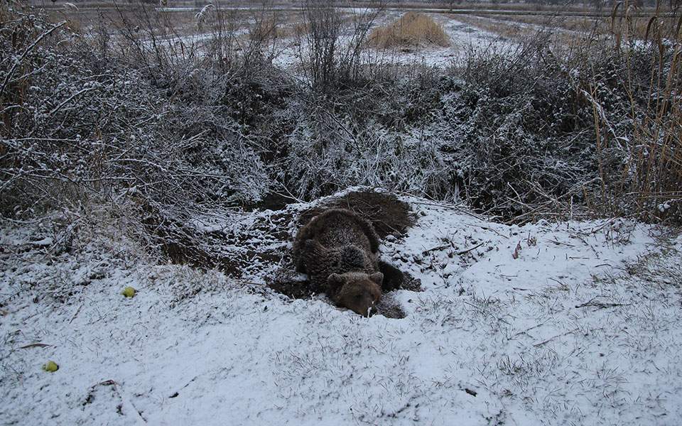 Female pregnant bear found decapitated in northern Greece
