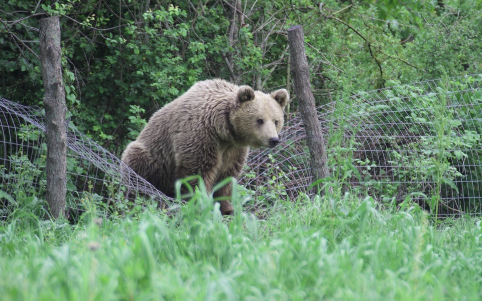 Bear alert issued in Meteora after cow mauled