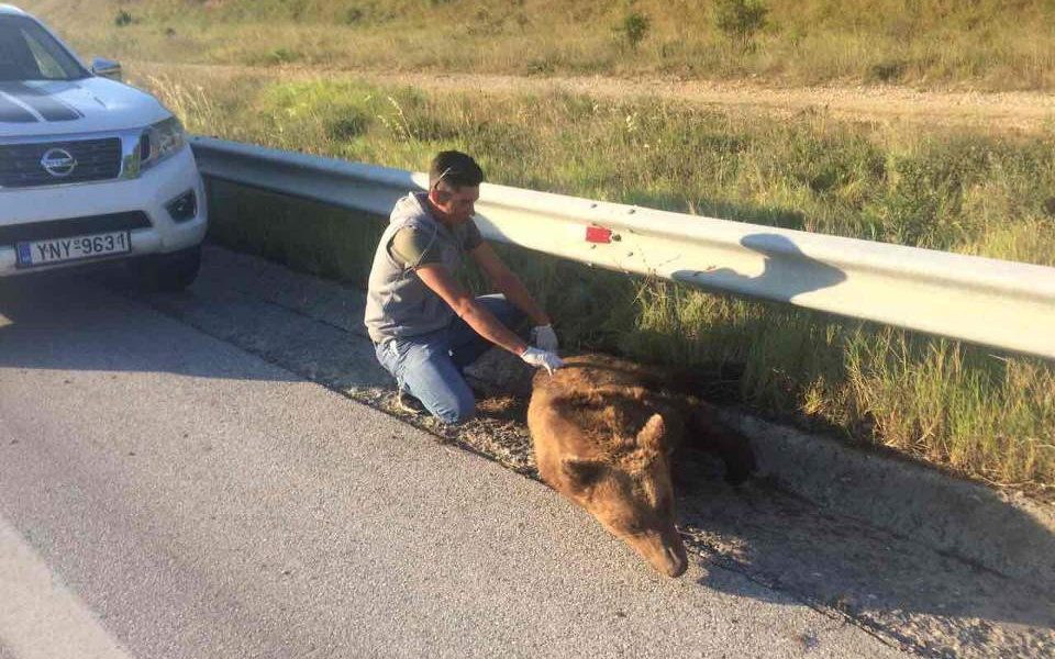 Bear killed near Florina