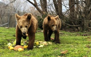 Bear cubs wake up from hibernation in Nymfaio