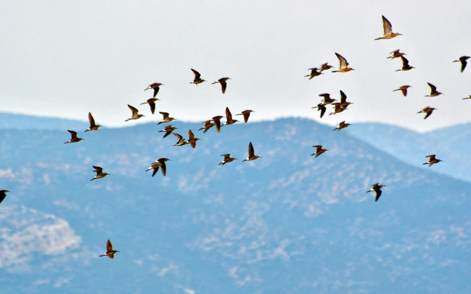 Birds fly over Nafplio as urbanites take off on holiday
