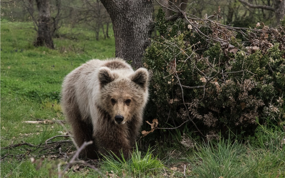 Bear spotted roaming near Thessaloniki