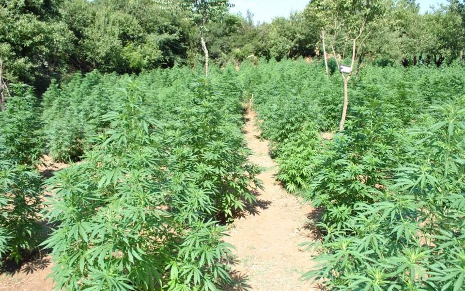 Police raze cannabis crop in Attica