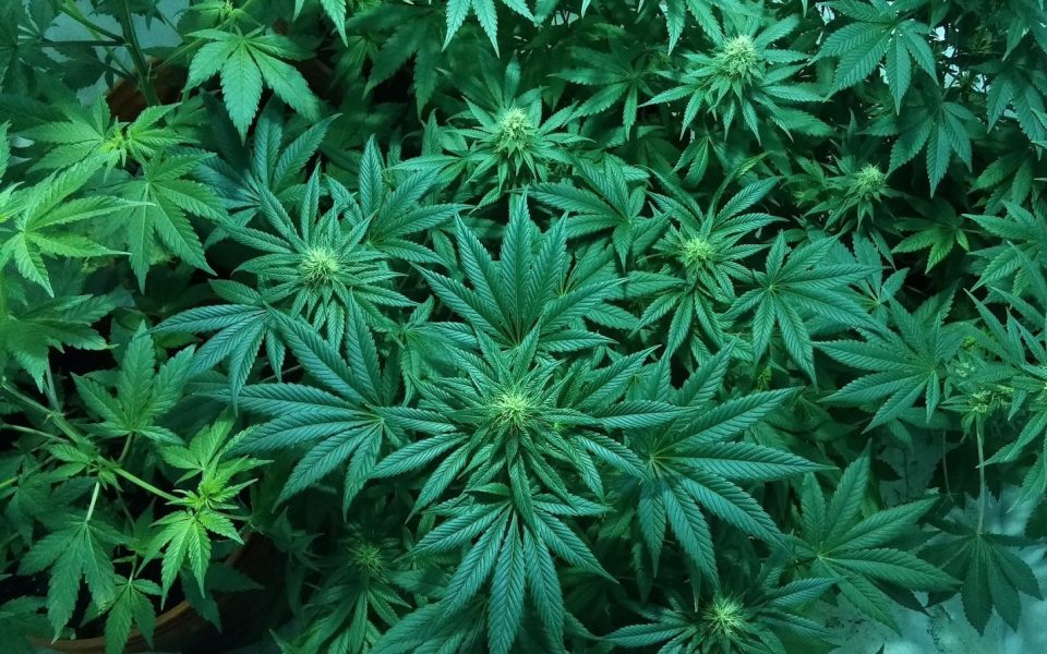 Police raid indoor cannabis farm in Exarchia