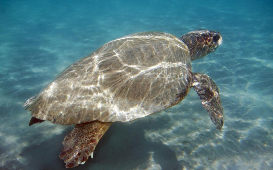 Sea turtle deaths broke record last year, NGO says