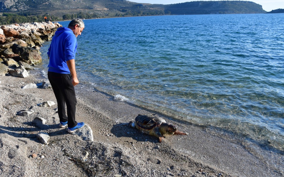 Another endangered turtle fatally injured