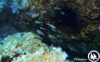 New species of fish spotted off Rhodes