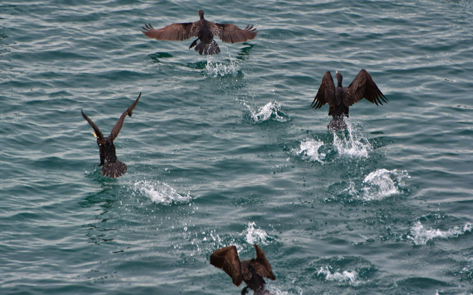 Cormorants in migratory mode in Peloponnese