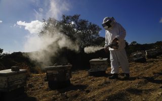 beekeepers-shun-island-divide-to-breed-cypruss-own-queen-bee