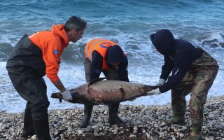 turkish-naval-drill-seen-behind-dolphin-deaths