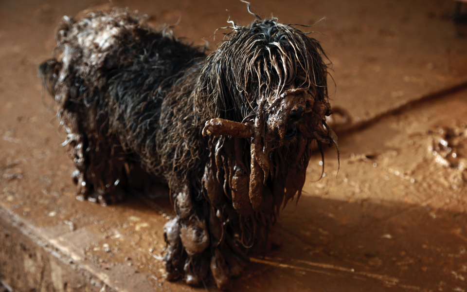 Dog survives deadly floods in western Athens