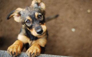 Bill on treatment of strays withdrawn after animal rights groups protest