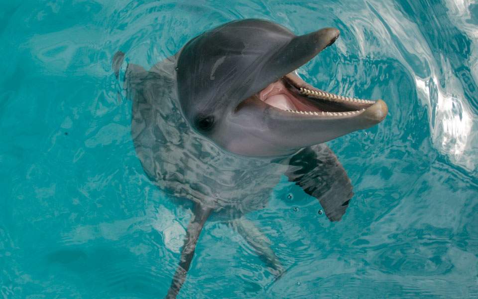 Zoo accused of exploiting dolphins in pool display