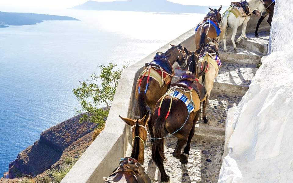 Plea to protect Santorini donkeys