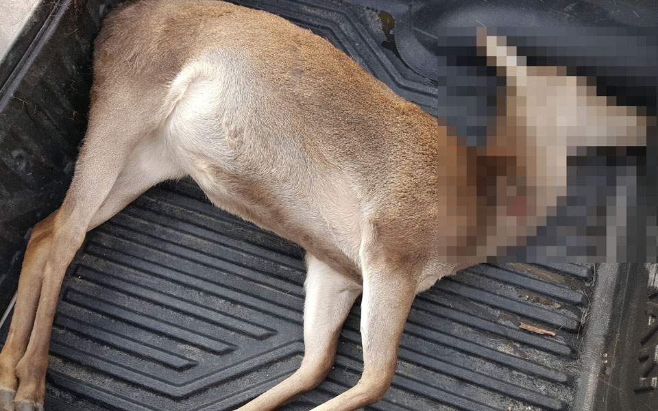 Conservation group rings alarm after endangered deer killed