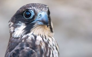 Female falcon makes trip back from Madagascar