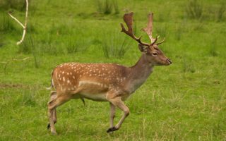 Rhodes planning to control deer overpopulation