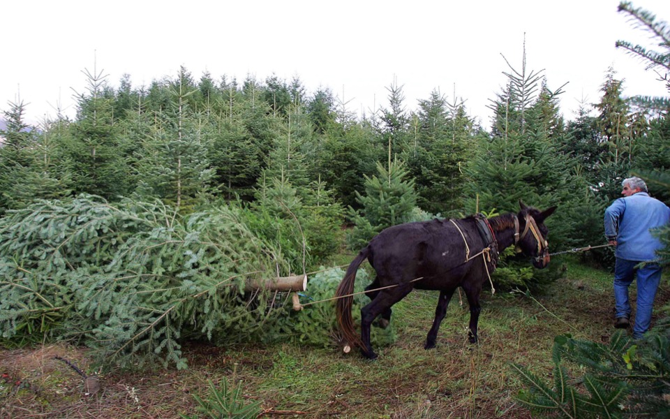 Crisis sees drop in demand for real Christmas trees