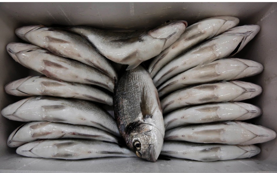 Greek banks take control of Nireus fish farms