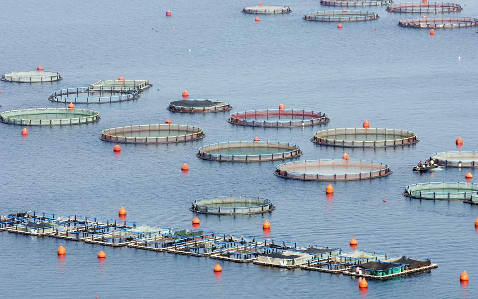 EU OKs Mubadala aquaculture deal