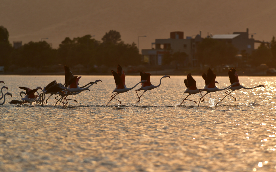 Flamingo migration starts gathering pace